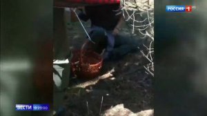 Змеи активизировались и кусают людей