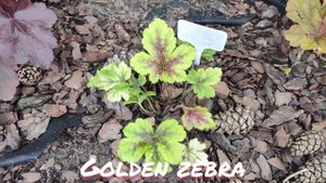 Гейхерелла сорт golden zebra
