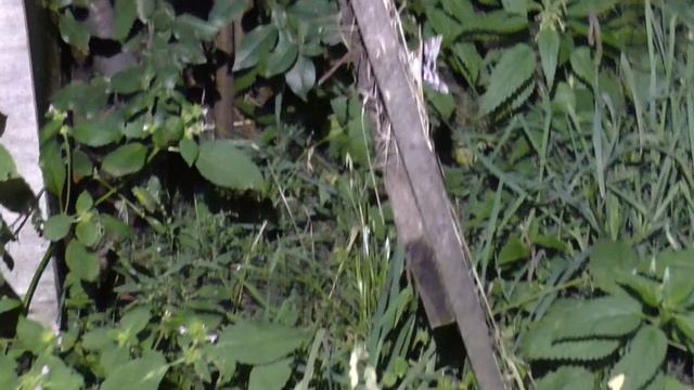 Вылет ночных бабочек голубая орденская лента смотреть онлайн