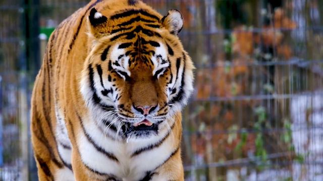 Тигр. Мир животных. Природа. Красивая музыка. смотреть онлайн