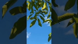 Грецкий орех