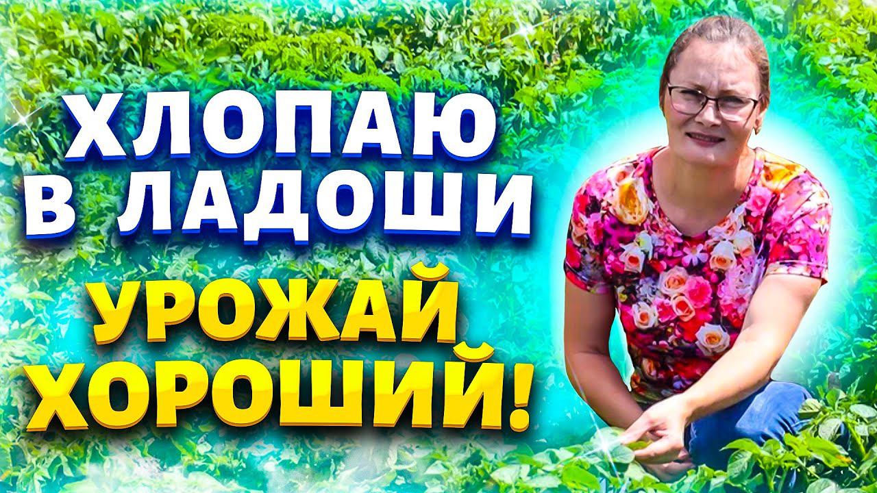 Абрикосы собираю ведрами, а картофель мешками.  Удобрение для буйного роста и богатого урожая.