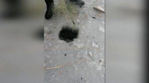 Зимняя рыбалка в Дагестане Подледный Лов Лесочными Сетями