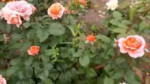 Цветение роз в конце августа 2022 года