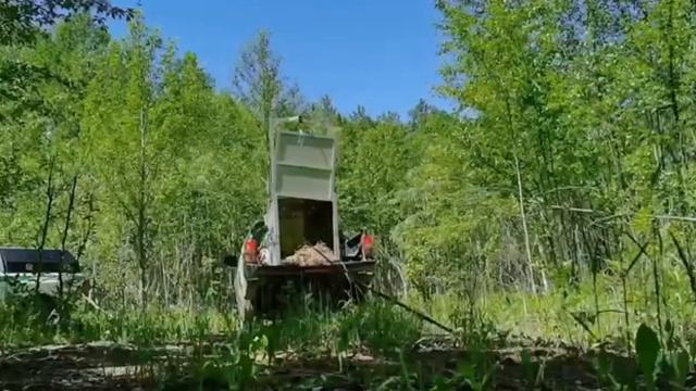 Тигрицу, отловленную в Хабаровском крае, выходили и выпустили на волю смотреть онлайн