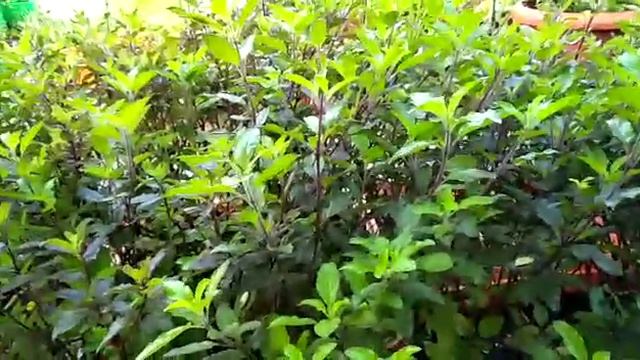 துளசி பக்கோடா சாப்பிட்டதுண்டா??!! смотреть онлайн