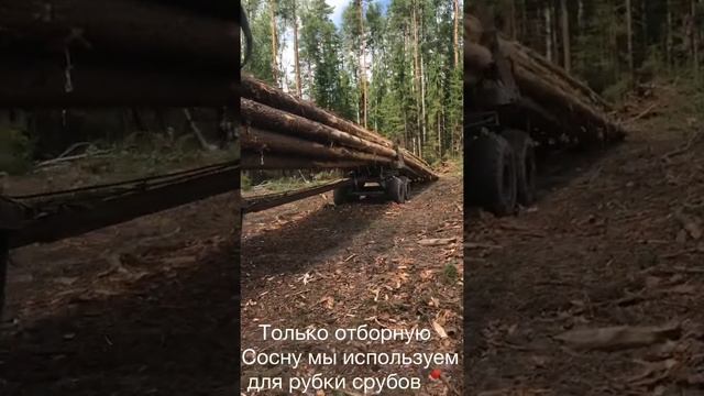 #домаизбревна Срубы в Киржаче, Владимирская область.