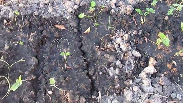 Посадка рассады шелковицы в грунт смотреть онлайн