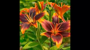 #Лилия #Lilium Garden #flowers136 Декоративные растения