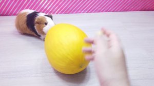 24 Часа в Одном Цвете в Походе Глазами Свинки Блогера! Свинка Бузя Поход