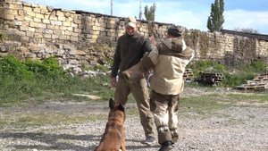 Линк атакует. Работа бельгийской овчарки Малинуа. Одесса.