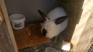 Кролики#горький опыт