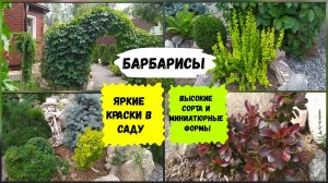 Барбарисы.Высокие сорта и миниатюрные формы 
( август 2022 г.)