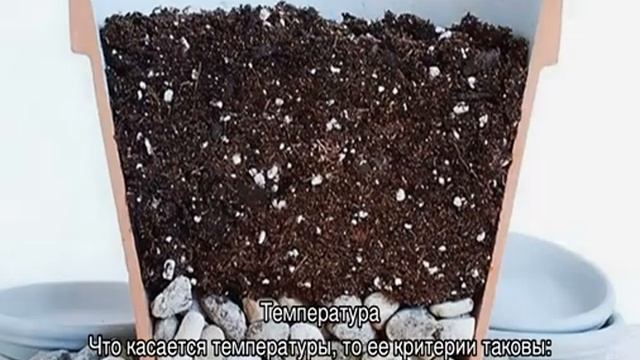 Пеперомия арбузная — уход в домашних условиях смотреть онлайн