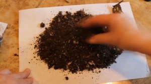 Что делать с проросшими луковицами лилий.