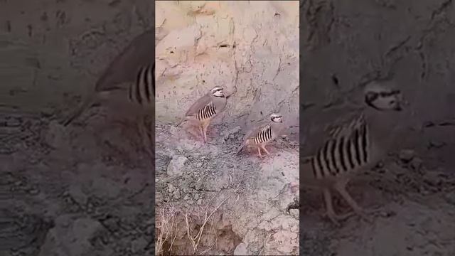 Чуча дулан 3м чаг фуруши лайка бзан шерина ?⤵️? смотреть онлайн