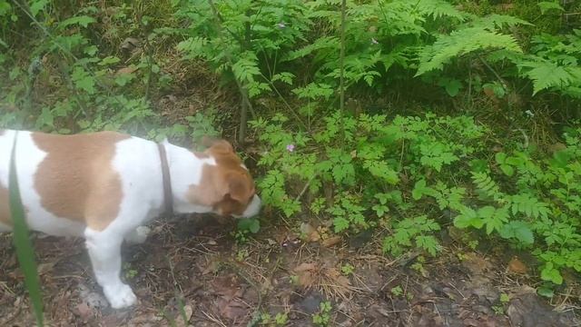 Джек и медяница смотреть онлайн