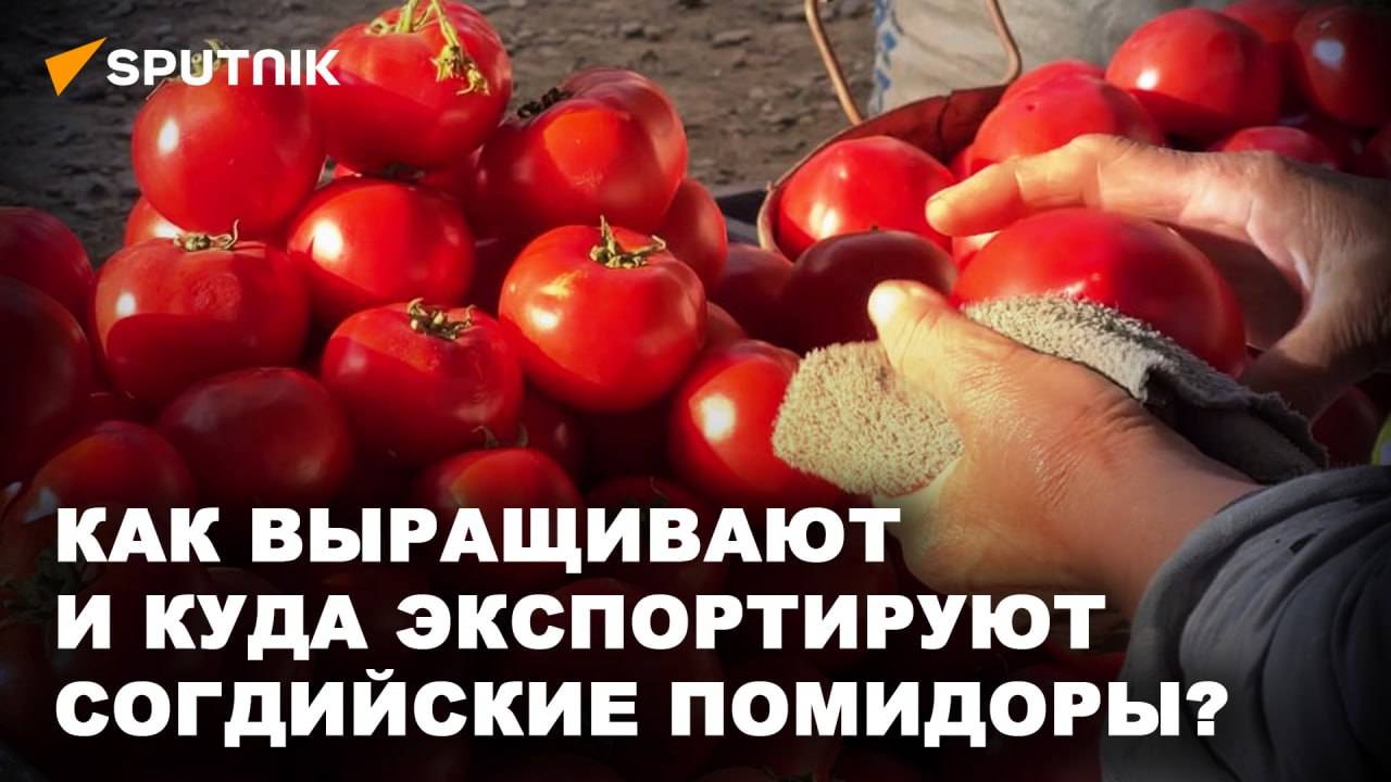 Северные томаты: почему согдийские помидоры пользуются большой популярностью?