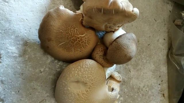 Еринги. Степной гриб. Королевская вешенка.Mushroom picking.