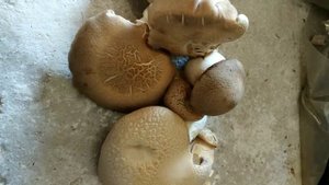 Еринги. Степной гриб. Королевская вешенка.Mushroom picking.