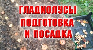 Гладиолусы. Подготовка и посадка