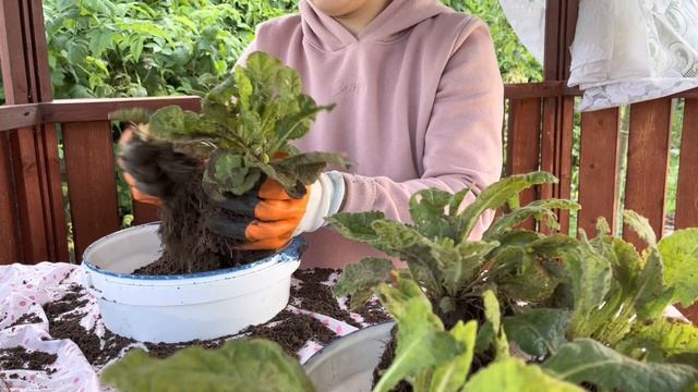 ПРИМУЛА?❕Получится очень ? красиво.Создание клумбы с весенними первоцветами Часть 1.