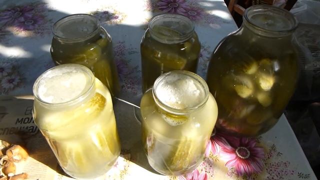 2021 07 16 Аппетитные соленые огурцы перед закаткой в банки смотреть онлайн