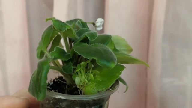 Мои комнатные растения: Фиалки