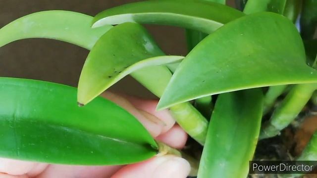 Цветение каттлеи Brassocatanthe Jairak Fire Star. Орхидея из Азии. смотреть онлайн