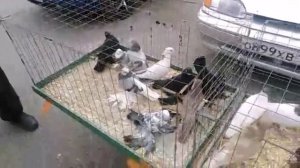 "" ВЫСТАВКА - ЯРМАРКА ГОЛУБЕЙ "" Г. ВОЛГОДОНСК. 3.10.2020.г.