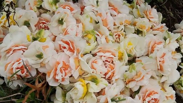 flower bulbs Narcissus 6.avi смотреть онлайн