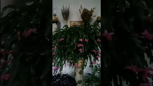 Декабрист.Таймлапс смотреть онлайн