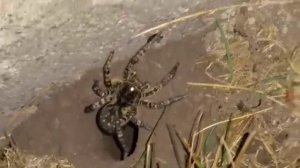 Южнорусский тарантул