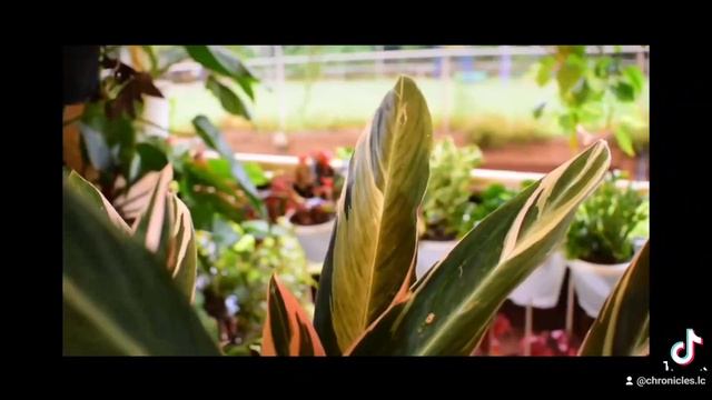 The Beauty of Calathea Triostar from Sunrise to Sunset смотреть онлайн