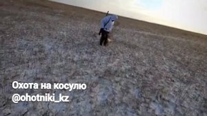 Загонная охота на косулю в Казахстане. Супер выстрел ТОЗ 34. Отчёт участника Сообщества Охотники.КЗ