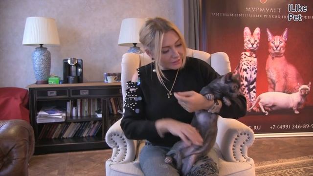 Порода котят Ликой смотреть онлайн