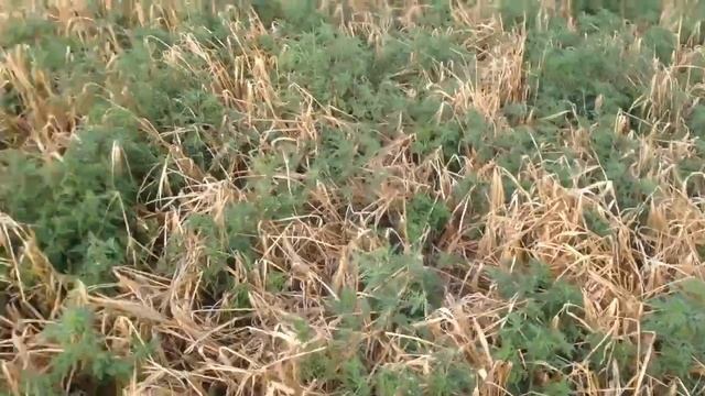 Ячмень Вакула. Уборка. смотреть онлайн