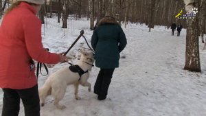 Дрессировка собак, швейцарская немецкая овчарка, обучение буксировке лыжника