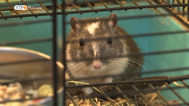 "Утро России": встречаем день в живом уголке "Лапландии" смотреть онлайн