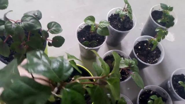 #комнатныерастения Комнатные растения.🌿🌾🌾 Переезд начался... смотреть онлайн