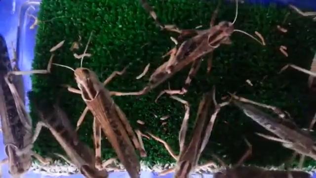 Как избавиться от страха пауков, 8(985)920-36-97, Москва смотреть онлайн