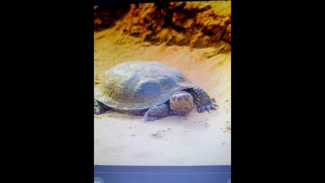 ЧЕРЕПАХА . Плейлист : Хочешь, верь. Автор - исполнитель Ия Ведар смотреть онлайн