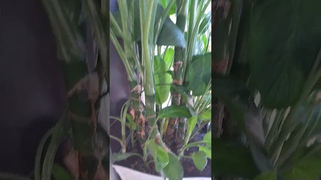 зеленое растение диффенбахия