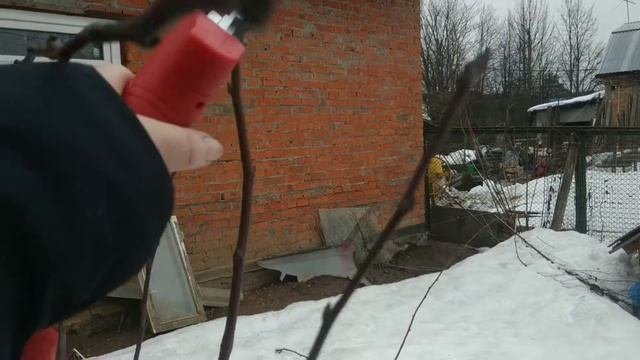 Обрезка и формировка саженца груши.