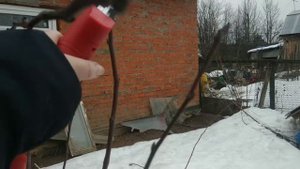 Обрезка и формировка саженца груши.