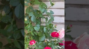 ПОСАДИЛА РОЗЫ НА БАЛКОНЕ 🌿НОВОЕ УВЛЕЧЕНИЕ ✅ ПРИНИМАЮ СОВЕТЫ💁♀️