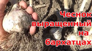 Результат урожая озимого чеснока выращенного на бархатцах.