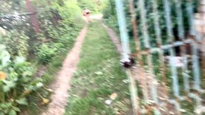 ОТДЫХ С СЕМЬЁЙ НА ДАЧЕ # БАНЯ # ПРУД # ШАШЛЫКИ????  ???✌️