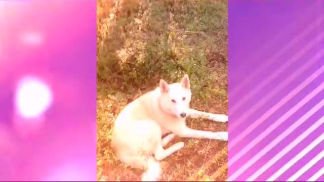 Охота,Ямаха викинг, Собаки, Вепрь!2017 смотреть онлайн