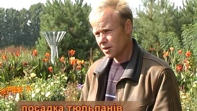 Когда нужно высаживать тюльпаны. смотреть онлайн